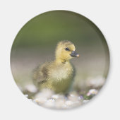 Aimant Photo de la nature de Gosling (Devant)