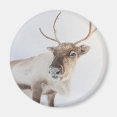 Aimant Photo de la nature des rennes (Devant)