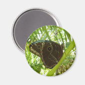 Aimant Photo de la nature du papillon bleu Morpho (Recto/Verso)