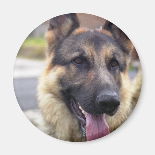 Aimant Photo de l'aimant berger allemand (Devant)