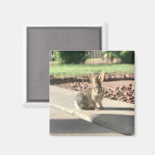 Aimant photo de lapin de Pâques printemps (Recto/Verso)