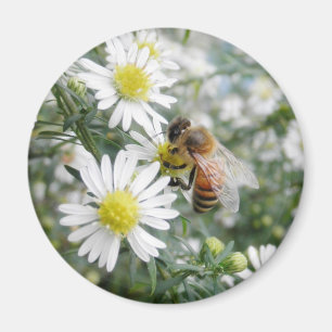 Aimant Photo de marguerites de fleurs de fleurs sauvages