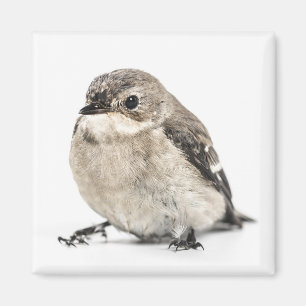 Aimant Photo de petit oiseau brun de jardin