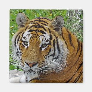 Aimant Photo de près du visage d'un Tigre de Sibérie