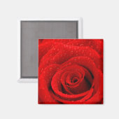 Aimant Photo de Red Rose Arrière - plan (Recto/Verso)