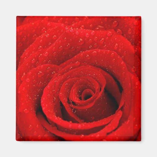 Aimant Photo de Red Rose Arrière - plan (Devant)