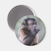 Aimant Photo de singe capucin touffu (Recto/Verso)