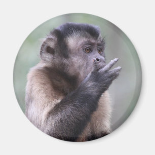 Aimant Photo de singe capucin touffu