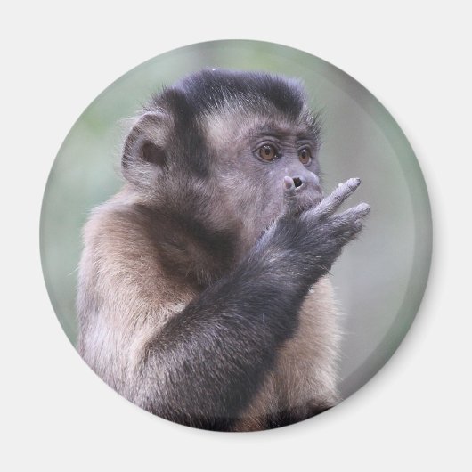 Aimant Photo de singe capucin touffu (Devant)