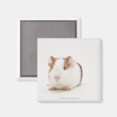 Aimant Photo de studio de Guinea Pig (Recto/Verso)
