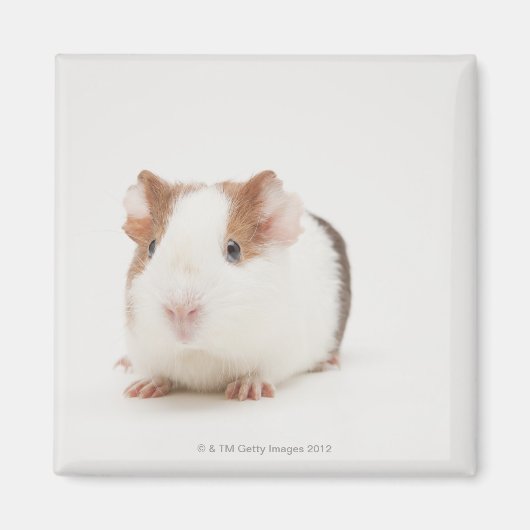 Aimant Photo de studio de Guinea Pig (Devant)