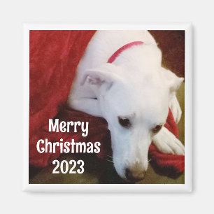 Aimant Photo de Sweet Dog avec voeux de Noël et année