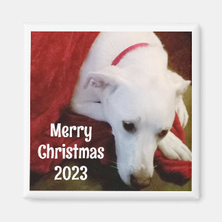 Aimant Photo de Sweet Dog avec voeux de Noël et année