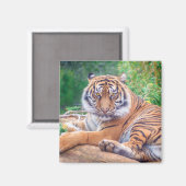 Aimant Photo de tigre étonnante (Recto/Verso)