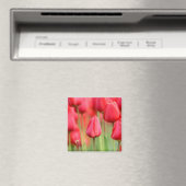 Aimant Photo des Tulipes rouges (In Situ (Lave-vaisselle))