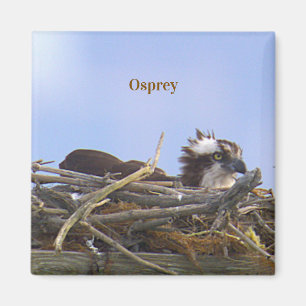 Aimant Photo d'Oiseau Balbuzard