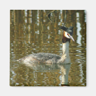 Aimant Photo d'oiseau/Grèbe crêponnée/Champagne d'Oiseau