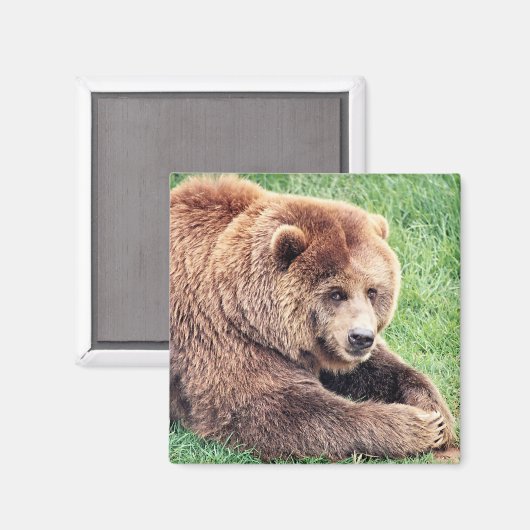 Aimant Photo d'ours Brown (Recto/Verso)