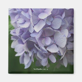 Aimant photo doux Hydrangea - Customisé (Devant)