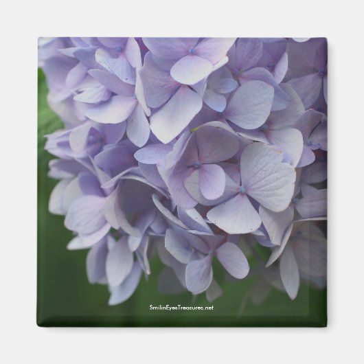 Aimant photo doux Hydrangea - Customisé (Devant)