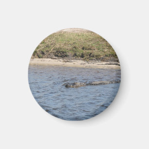 Aimant Photo d'un alligator sauvage au bord de la rivière