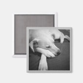 Aimant Photo en noir et blanc d'un beau chien dormant (Recto/Verso)