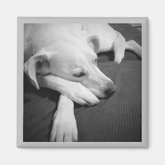 Aimant Photo en noir et blanc d'un beau chien dormant (Devant)
