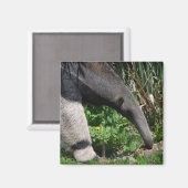 Aimant photo géant Anteater (Recto/Verso)