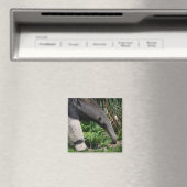 Aimant photo géant Anteater (In Situ (Lave-vaisselle))