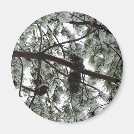 Aimant Photo hivernale sous le pin couvert de neige (Devant)