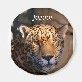 aimant photo Jaguar (Devant)