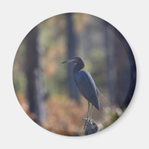 Aimant photo Little Blue Heron