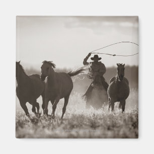 Aimant Photo noire et blanche des chevaux d'un Lassoing