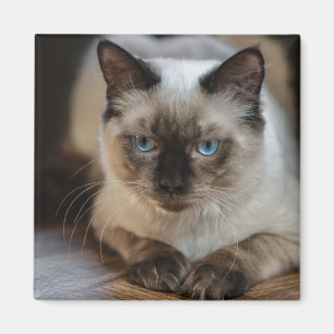 Aimant Photo personnalisée de chat pour animaux de compag