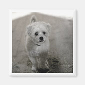 Aimant Photo pour animaux de compagnie intemporelle Keeps (Devant)