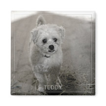 Photo pour animaux de compagnie intemporelle Keeps