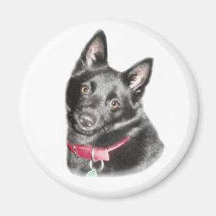Aimant Photo Schipperke