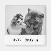 Photo simple, moderne personnalisée pour animaux d