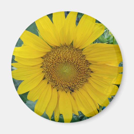 Aimant Photo tournesol (Devant)