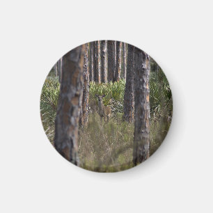 Aimant photo Whitetail Buck