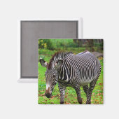Aimant Photo Zebra (Recto/Verso)