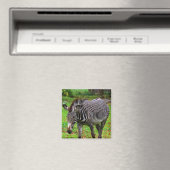 Aimant Photo Zebra (In Situ (Lave-vaisselle))