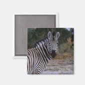 Aimant Photo Zebra Double Take (Recto/Verso)