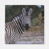 Aimant Photo Zebra Double Take (Devant)