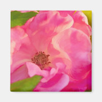 Photographie Abstraite de la flore rose