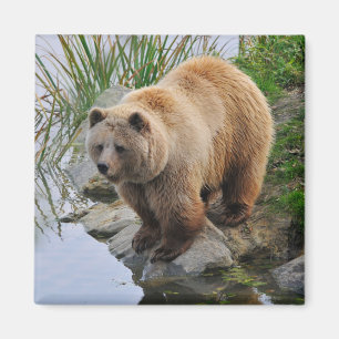 Aimant Photographie d'animal de faune d'ours grizzly