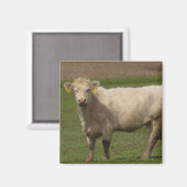 Aimant Photographie d'animaux de ferme de vache blanche (Recto/Verso)