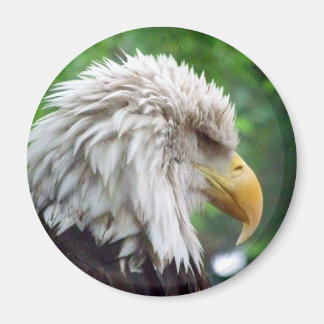 Aimant Photographie de Bald Eagle
