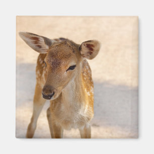 Aimant Photographie de cerfs fantaisistes de la forêt