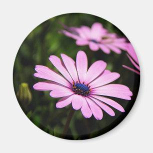 Aimant Photographie de fleur de Marguerite africaine